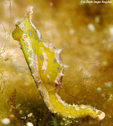 Oxvir_u6.jpg