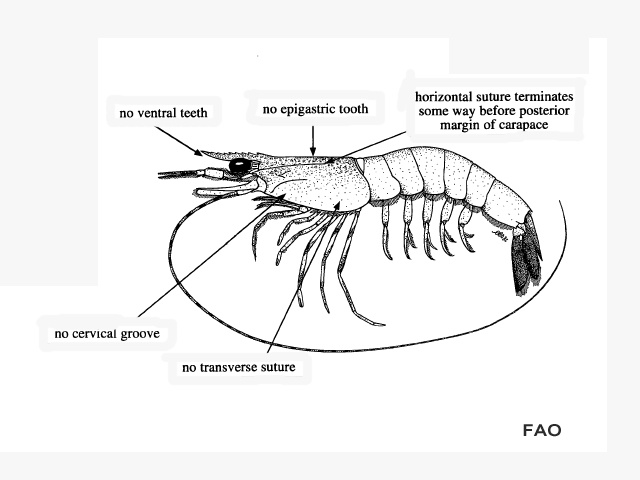 Parapenaeopsis acclivirostris