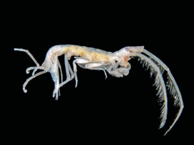 Paradyopedos antarcticus