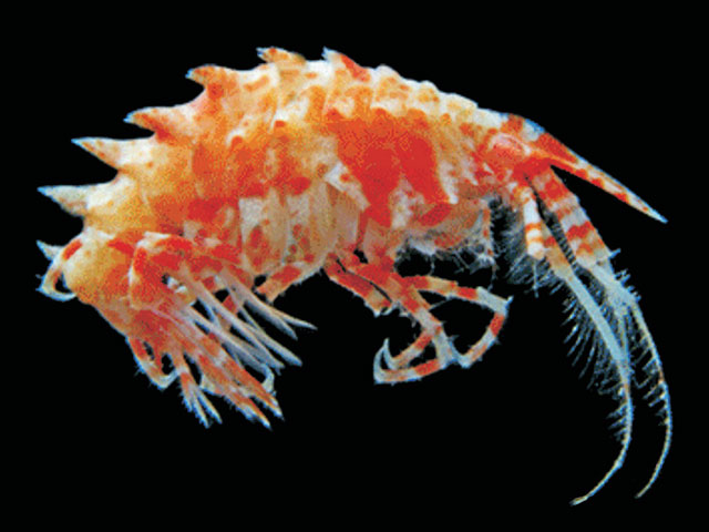 Parepimeria crenulata