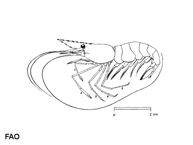 Palaemon longirostris