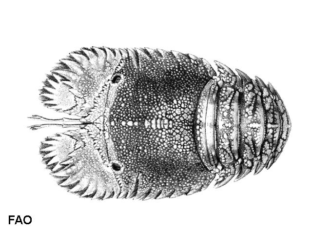 Parribacus scarlatinus