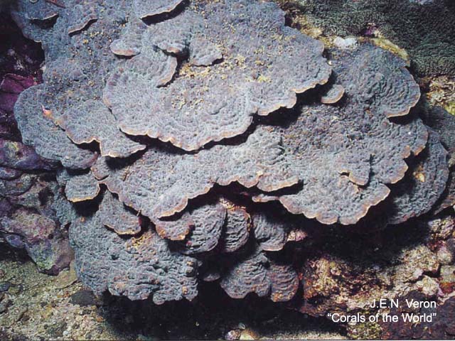Pavona varians