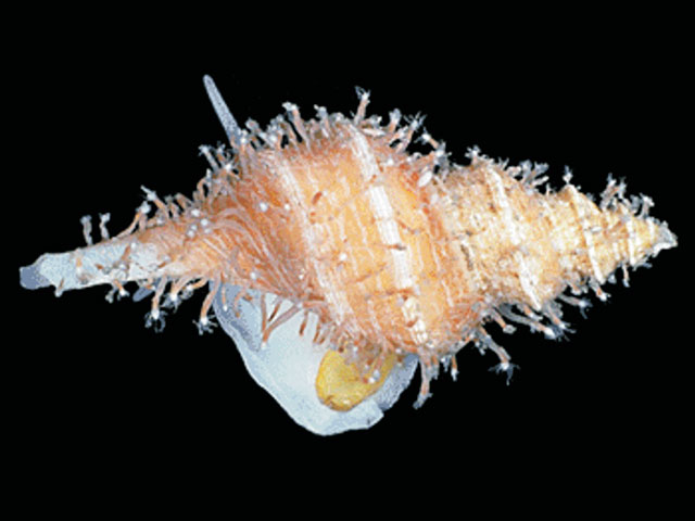 Perarella clavata