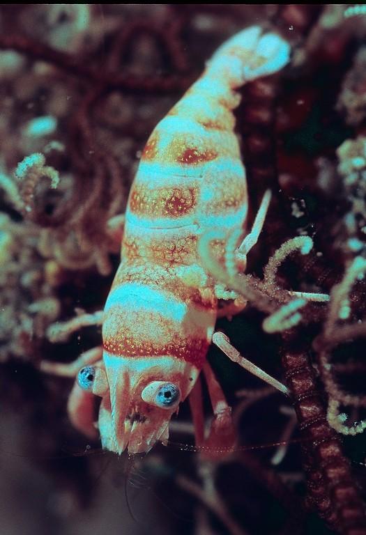 Periclimenes lanipes