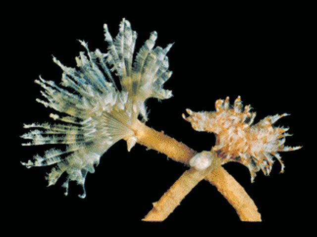 Perkinsiana littoralis
