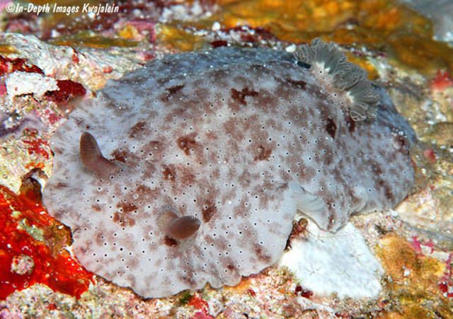 Peltodoris rubra