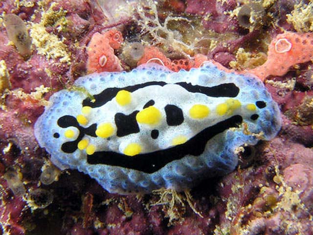 Phyllidia coelestis