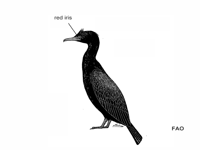 Phalacrocorax africanus