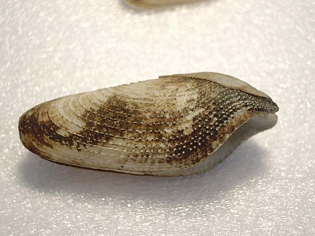 Pholas dactylus
