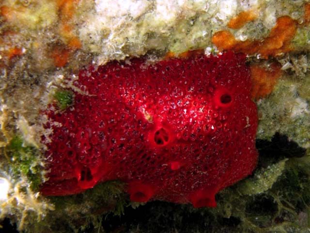 Phorbas fictitius