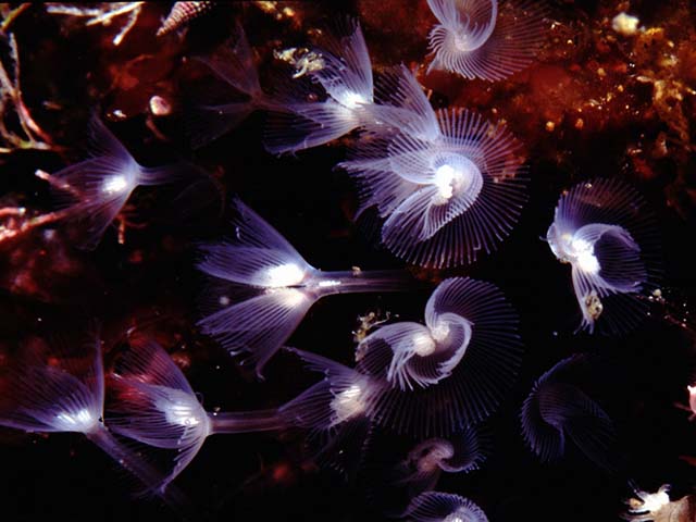 Phoronis hippocrepia