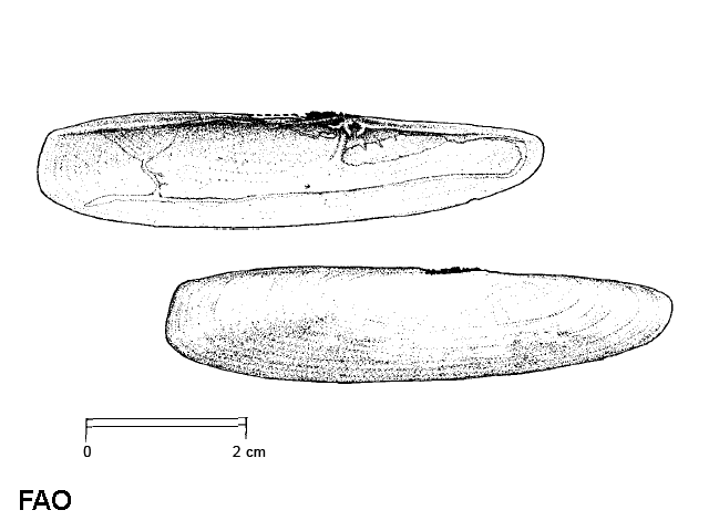 Pharus legumen