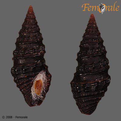Pilsbryspira melchersi