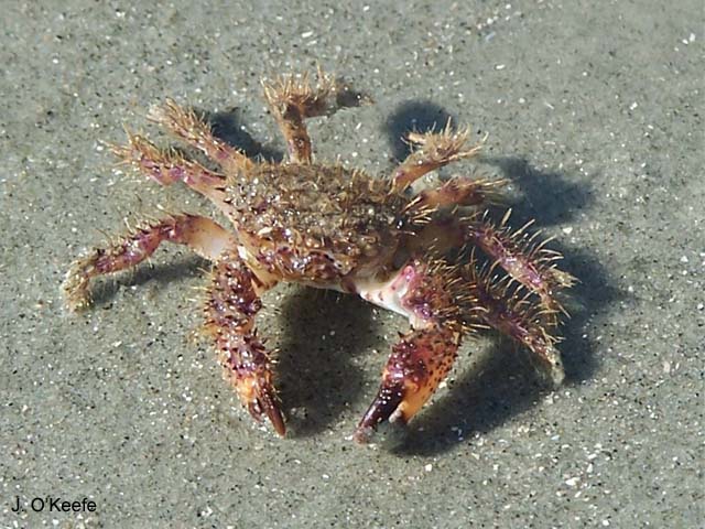 Pilumnus sayi
