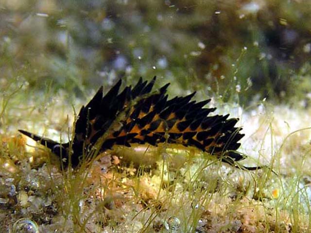 Placida cremoniana
