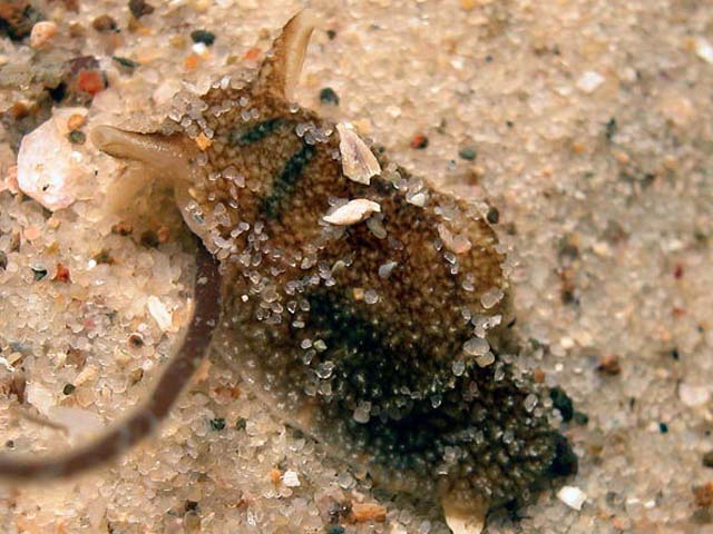 Pleurobranchaea maculata