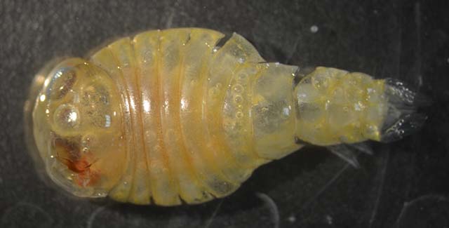 Platyscelus ovoides