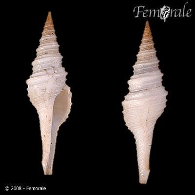 Polystira albida