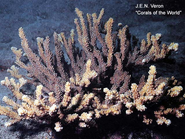Pocillopora capitata