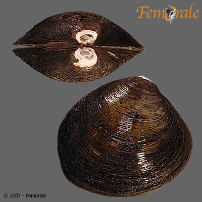 Polymesoda erosa