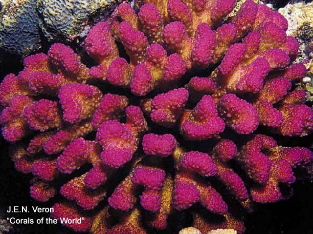 Pocillopora elegans