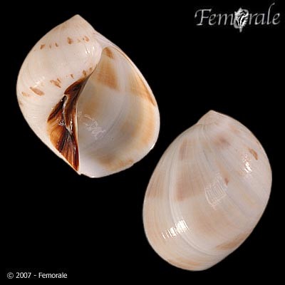 Polinices fibrosa
