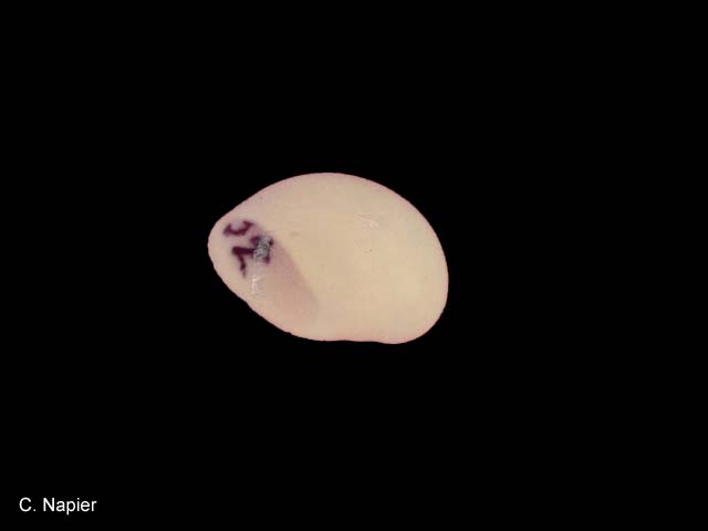 Polinices flemingianus