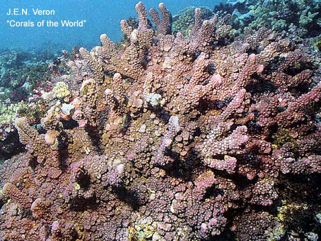 Pocillopora fungiformis