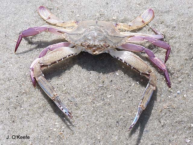 Achelous gibbesii