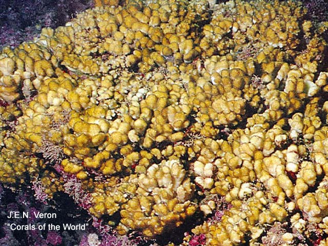 Pocillopora inflata