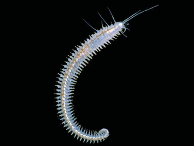 Polyeunoa laevis