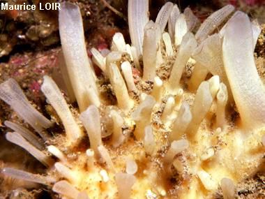Polymastia mamillaris