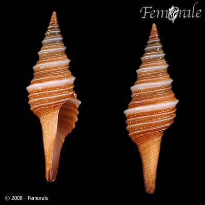 Polystira oxytropis