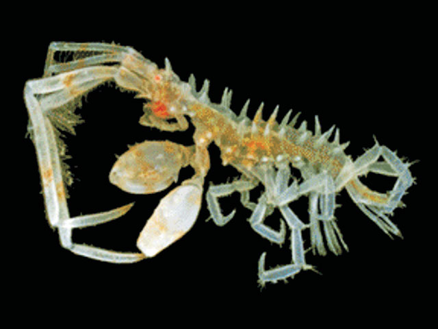 Podocerus septemcarinatus