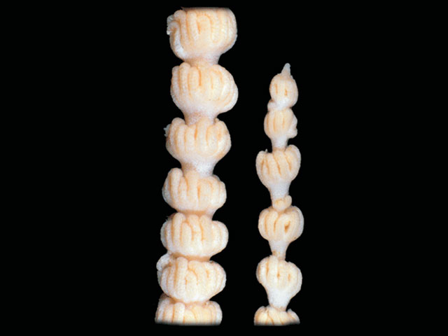Primnoella antarctica