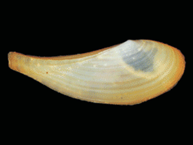 Prlon_u0.jpg