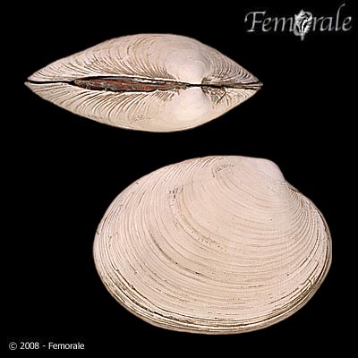 Protothaca tenerrima