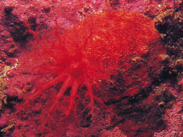 Psolus fabricii