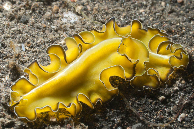 Pseudobiceros flowersi