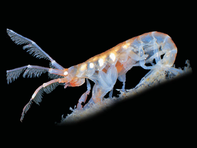 Pseudericthonius gaussi