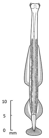 Pseudosagitta gazellae