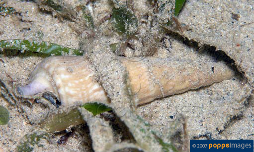 Pseudovertagus nobilis