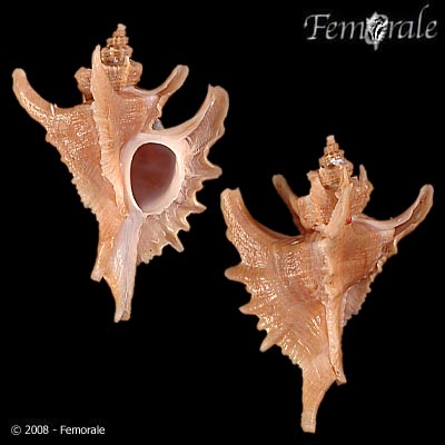 Pteropurpura adunca