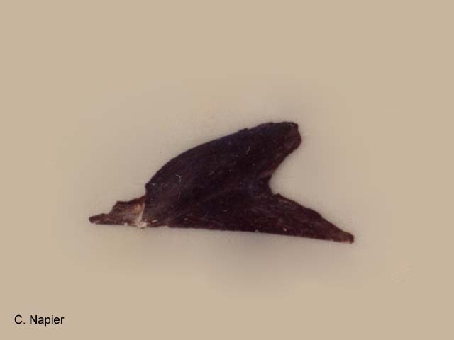 Pteria avicular