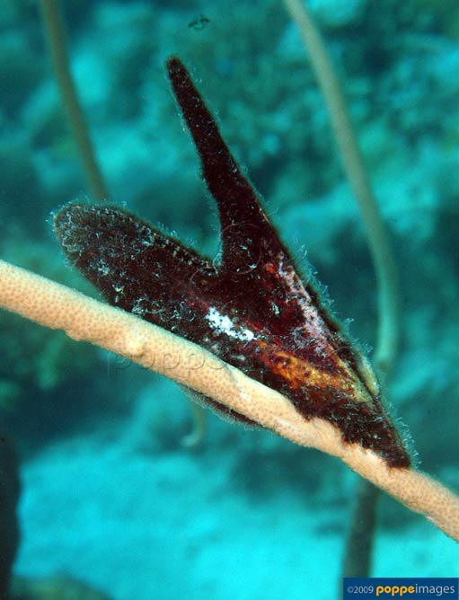 Pteria avicula