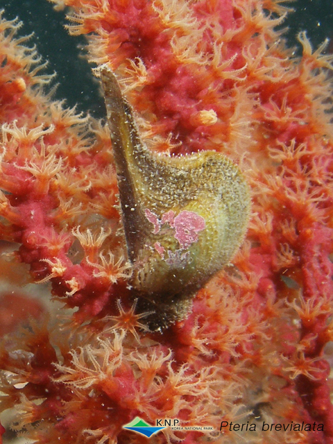 Pteria brevialata