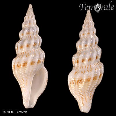 Ptychobela lavinia