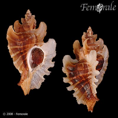 Pteropurpura trialata