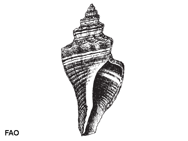 Pugilina morio